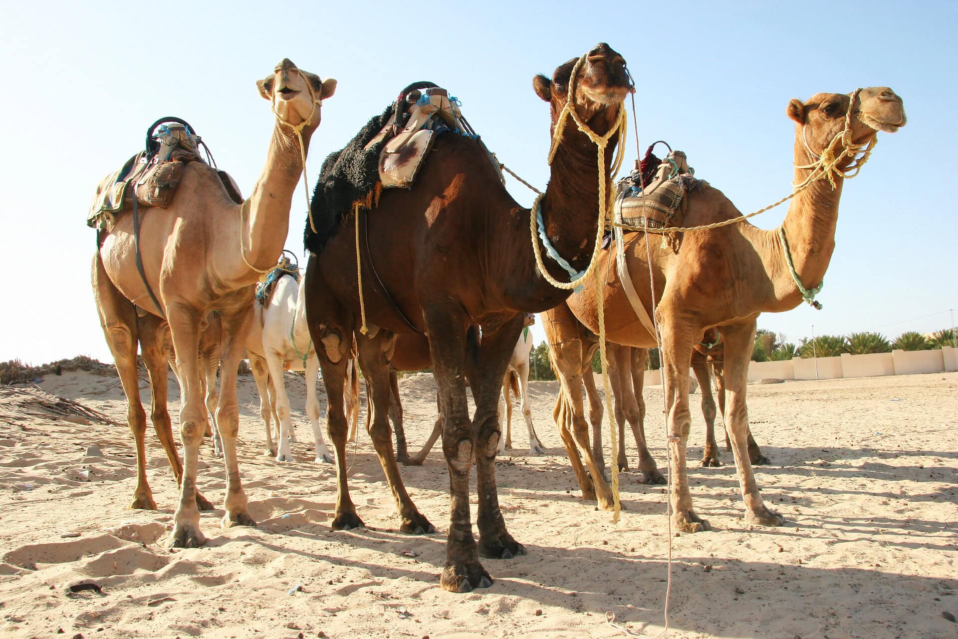 Beast of burden Dromedary, Camelus dromedarius, doing his transportation job in the Sahara desert